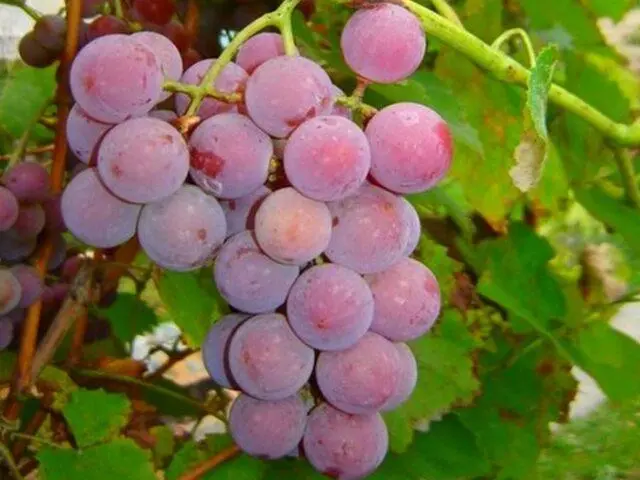 Technical grapes: what does it mean, varieties