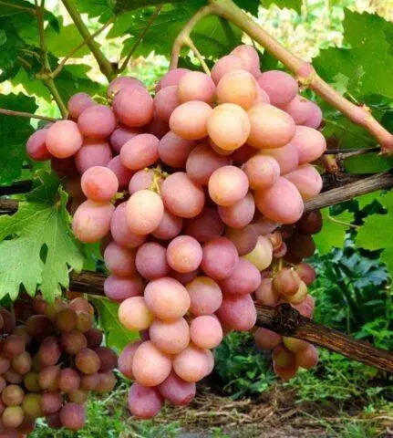 Technical grapes: what does it mean, varieties