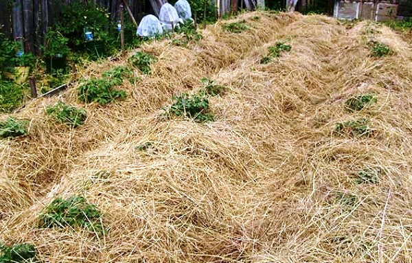 Technique and benefits of planting potatoes under straw