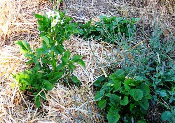 Technique and benefits of planting potatoes under straw