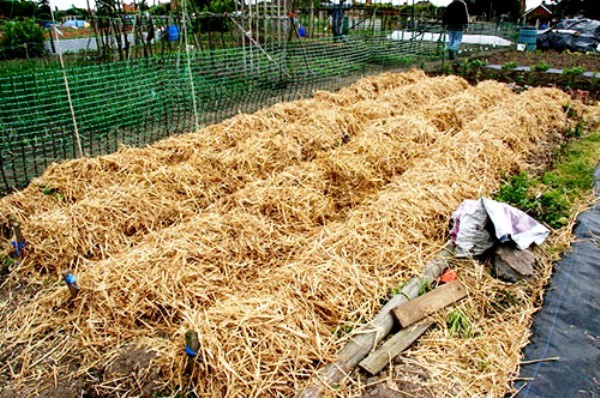 Technique and benefits of planting potatoes under straw