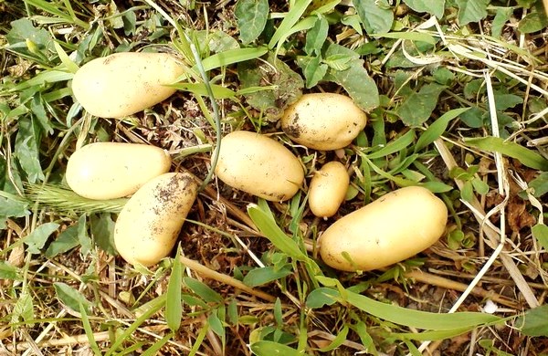 Technique and benefits of planting potatoes under straw