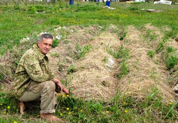 Technique and benefits of planting potatoes under straw