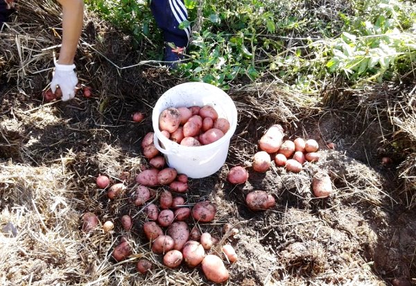 Technique and benefits of planting potatoes under straw