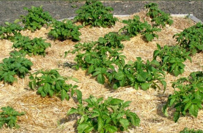 Technique and benefits of planting potatoes under straw