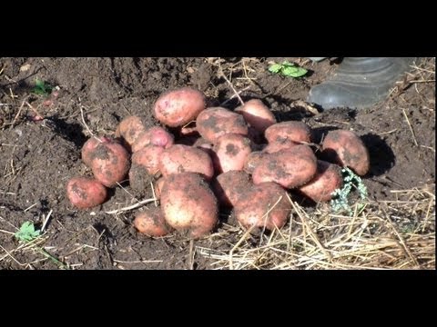 Technique and benefits of planting potatoes under straw