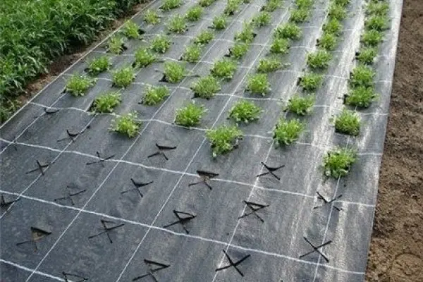 Technique for planting strawberries under black covering material