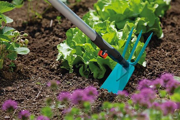 Technique for planting strawberries under black covering material