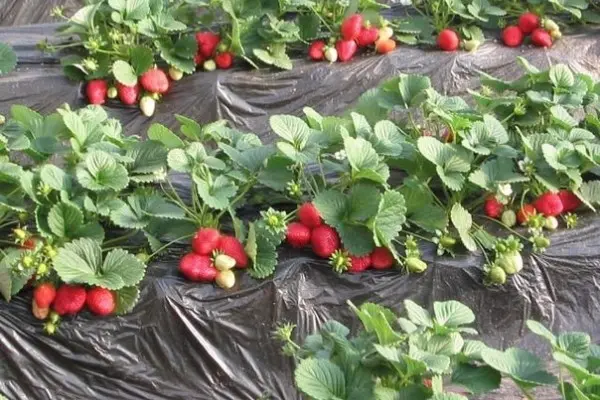 Technique for planting strawberries under black covering material