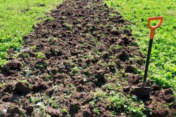 Technique for planting strawberries under black covering material