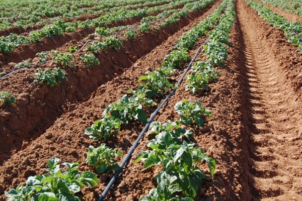 Technique for planting strawberries under black covering material