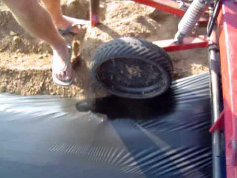 Technique for planting strawberries under black covering material