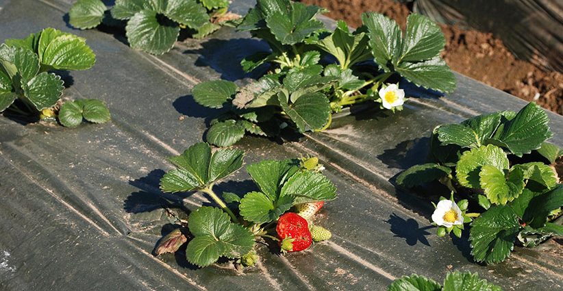 Technique for planting strawberries under black covering material