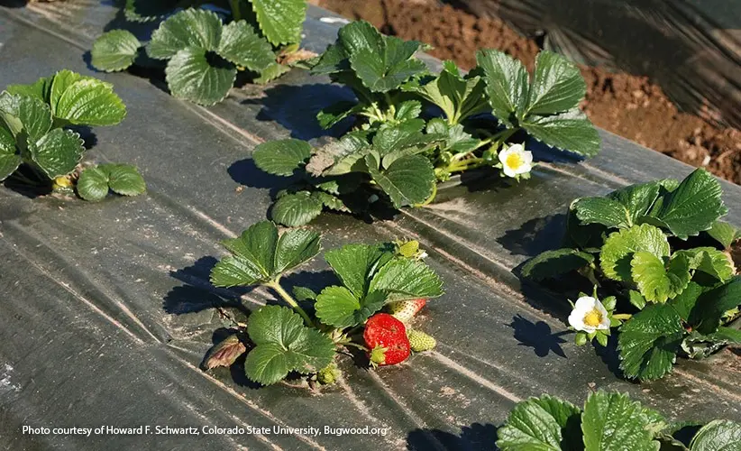 Technique for planting strawberries under black covering material