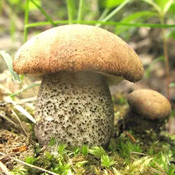 Technology of growing boletus and boletus