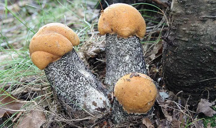 Technology of growing boletus and boletus