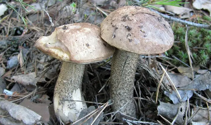 Technology of growing boletus and boletus