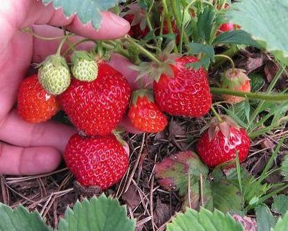 Technology of growing strawberries in the open field