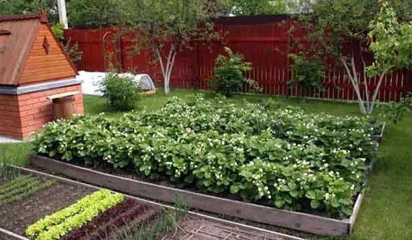 Technology of growing strawberries in the open field