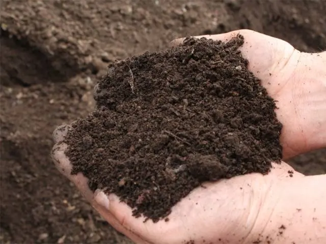 Technology of growing strawberries in the open field