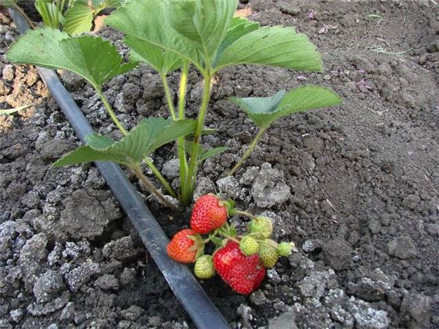 Technology of growing strawberries in the open field