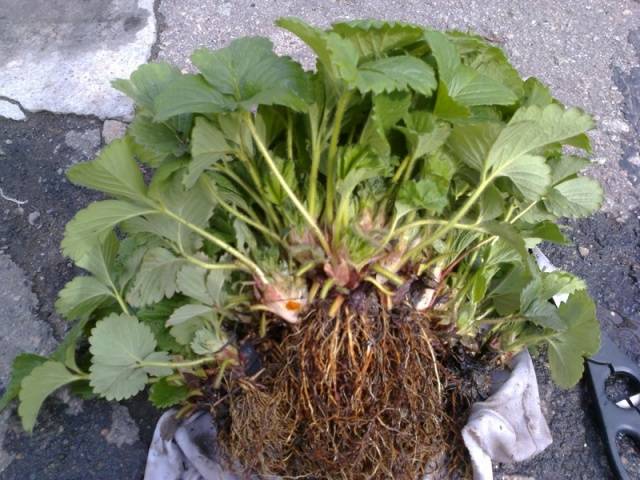 Technology of growing strawberries in the open field