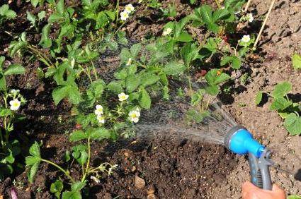 Technology of growing strawberries in the open field