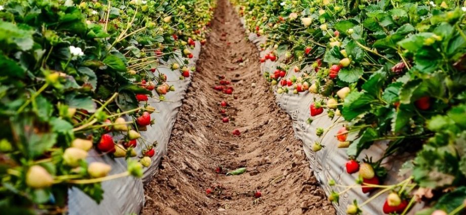 Technology of growing strawberries in the open field