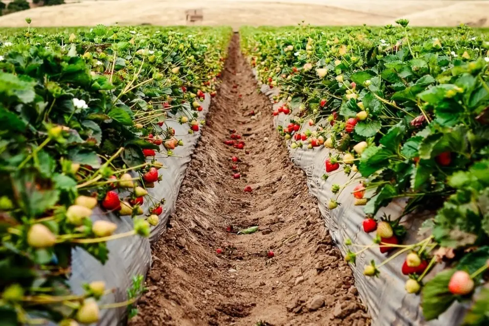 Technology of growing strawberries in the open field