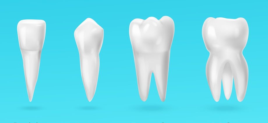 Teeth &#8211; structure, types, shape