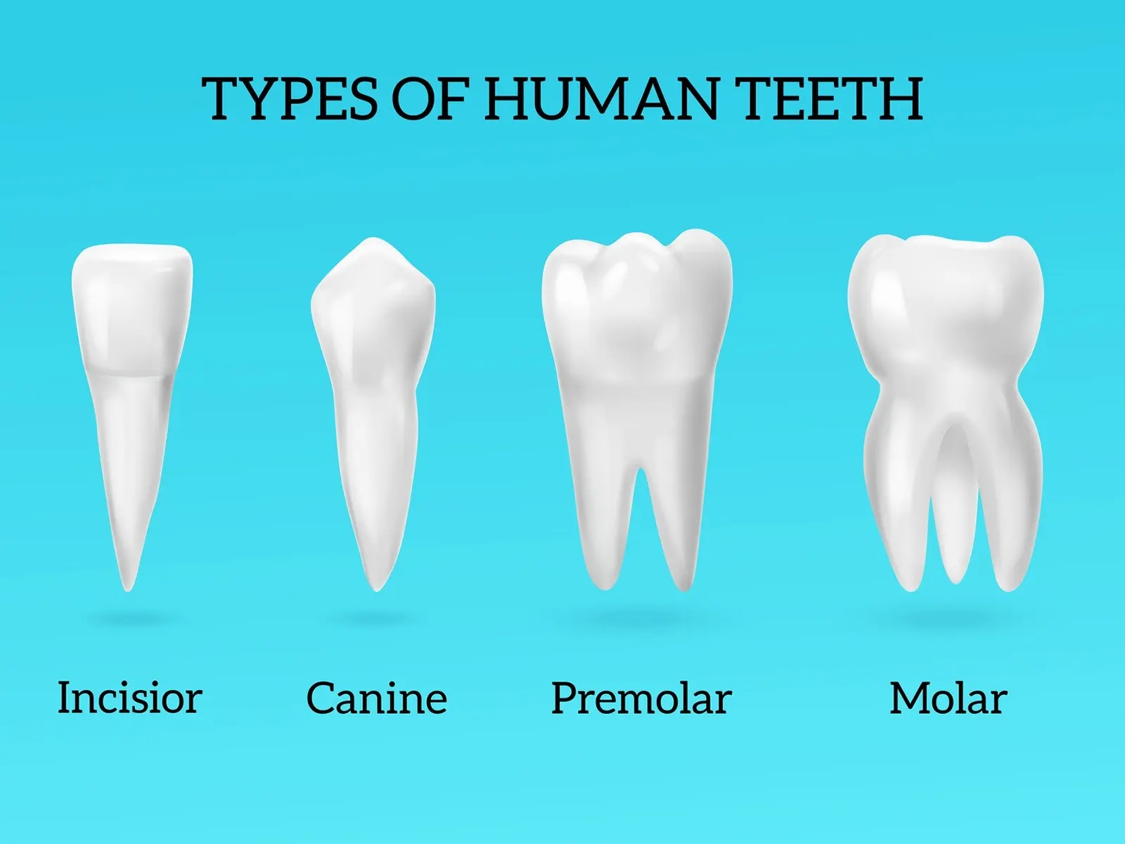 Teeth &#8211; structure, types, shape