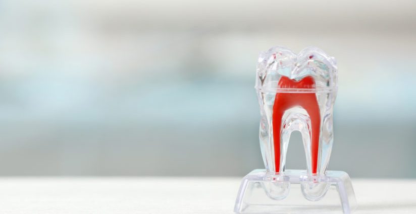 Teeth will regenerate? This invention could be a breakthrough in dentistry