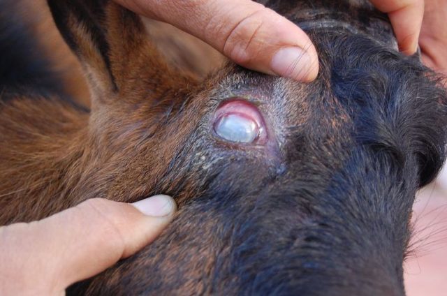 Telaziosis in cattle: symptoms and treatment