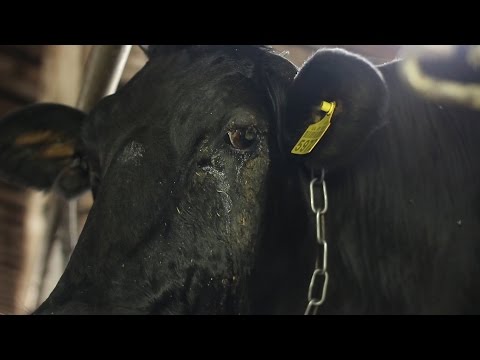 Telaziosis in cattle: symptoms and treatment