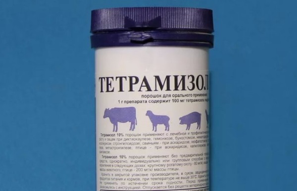 Telaziosis in cattle: symptoms and treatment