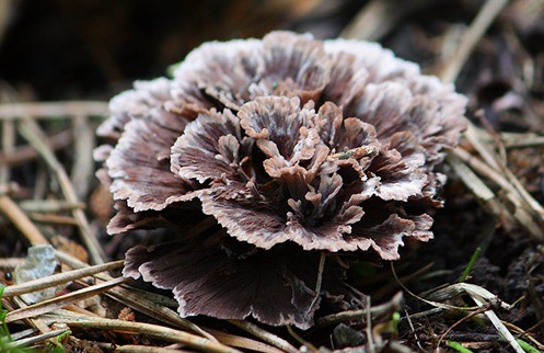 Telephora clove (carnation): photo and description