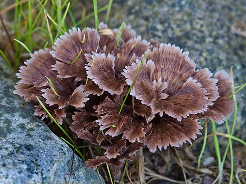 Telephora clove (carnation): photo and description