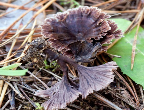 Telephora clove (carnation): photo and description