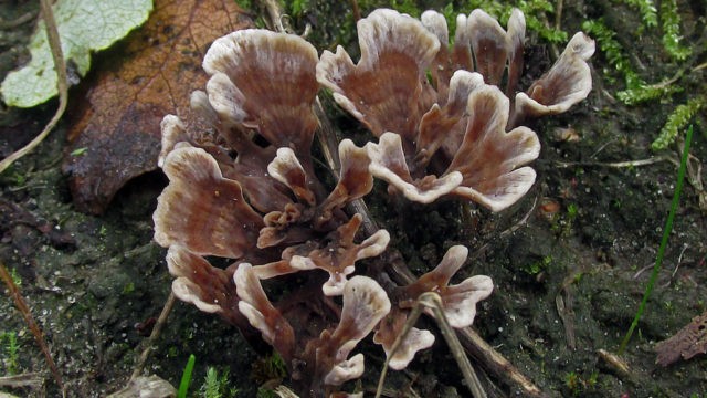 Telephora clove (carnation): photo and description