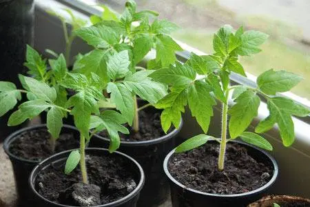 Temperature regime for tomato seedlings 