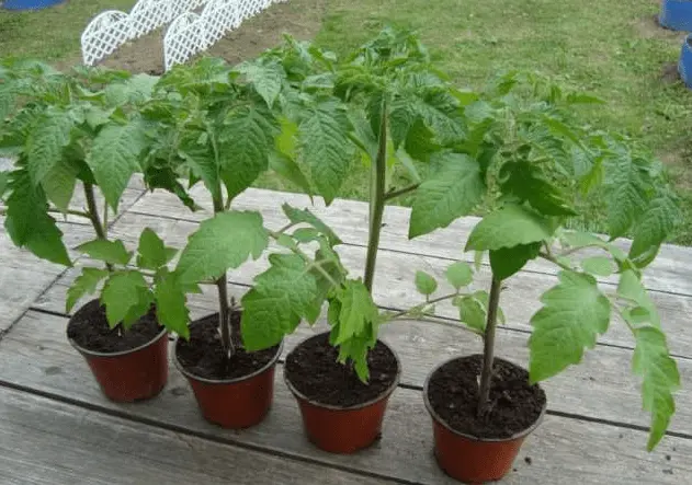 Temperature regime for tomato seedlings 