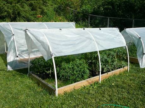 Temperature regime for tomato seedlings 