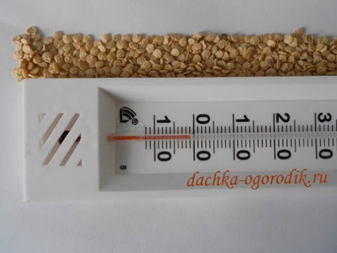 Temperature regime for tomato seedlings 