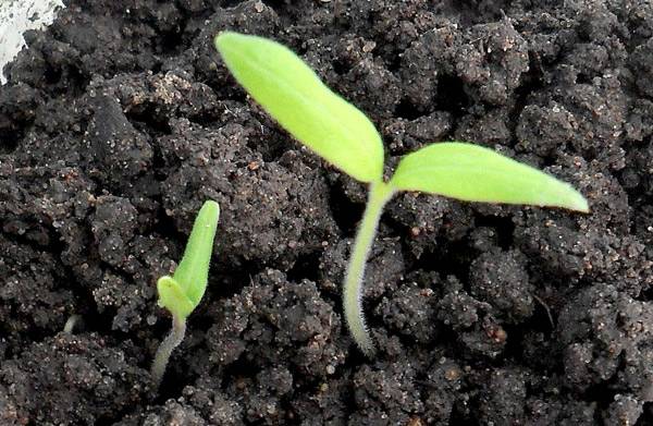 Temperature regime for tomato seedlings 