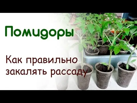 Temperature regime for tomato seedlings 