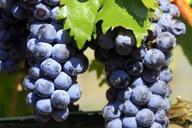 Tempranillo grapes