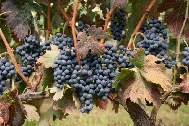 Tempranillo grapes