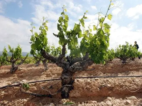 Tempranillo grapes