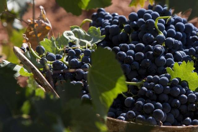 Tempranillo grapes