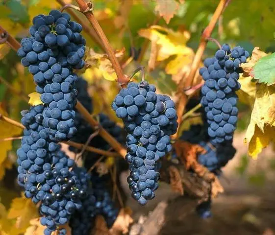 Tempranillo grapes